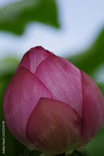 ハスの蕾