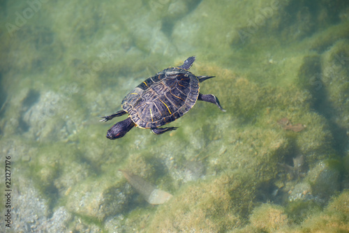 Schwimmende Schildkröte © Torsten