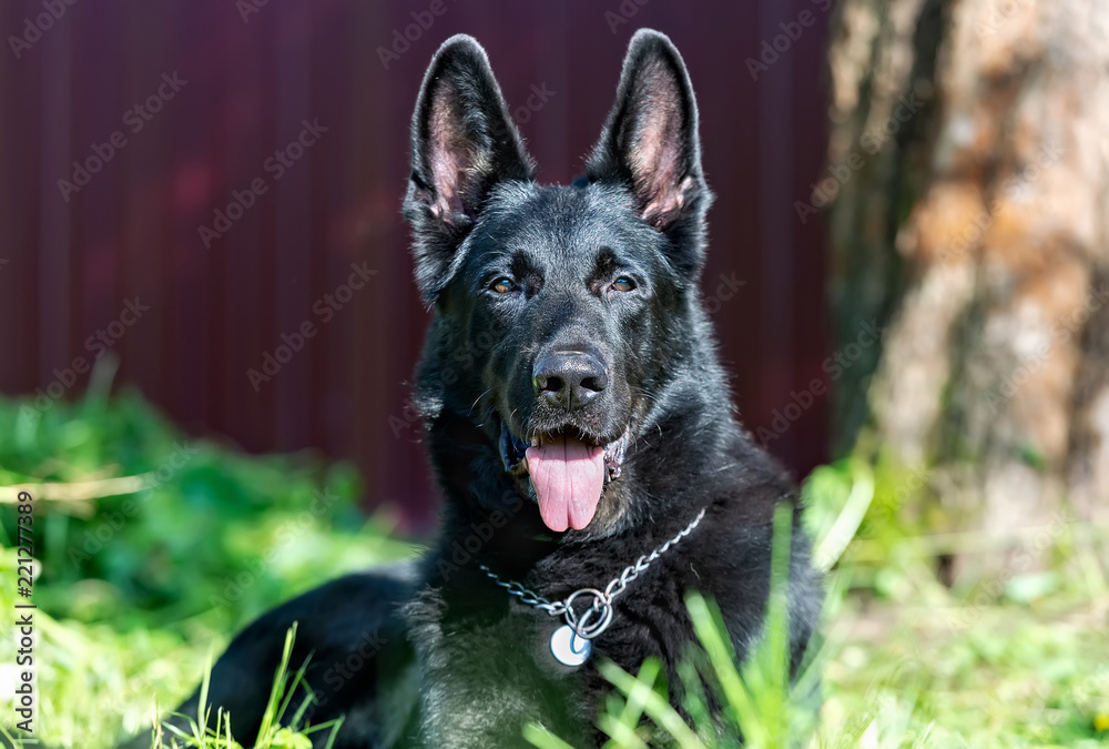 German Sheepdog take a rest