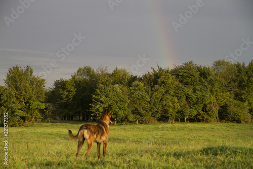 Dog looking at rainbow, dog is blurred, concept of rainbow bridge