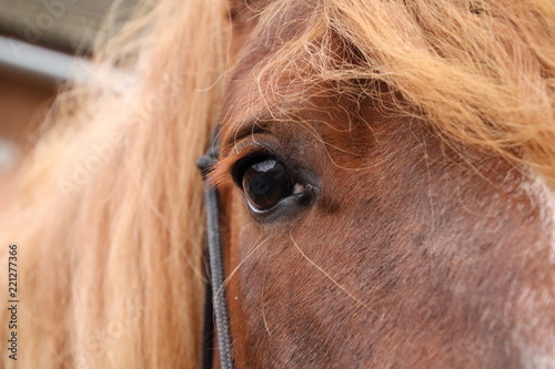 Eye of a horse