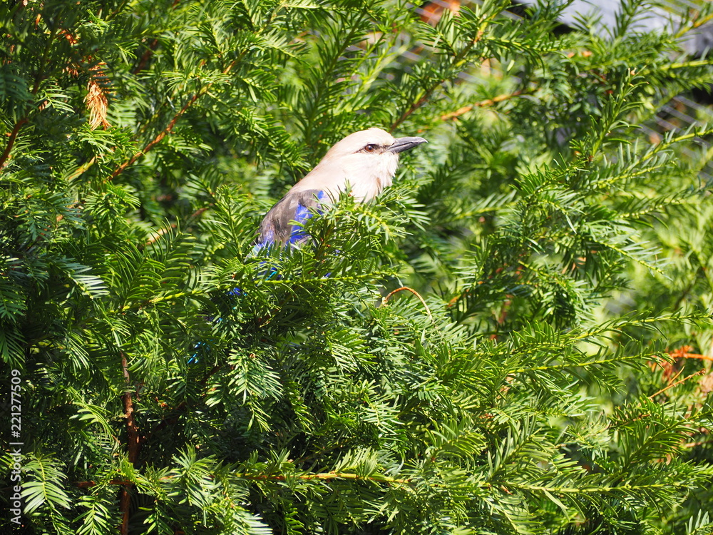 Photography of a blue-bellied roller (scientific name: Coracias cyanogaster) Photography of a blue-bellied roller (scientific name: Coracias cyanogaster)