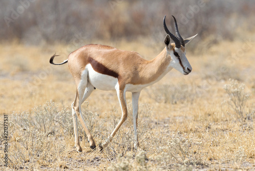 Springbok antelope (Antidorcas marsupialis) in it's natural habitat