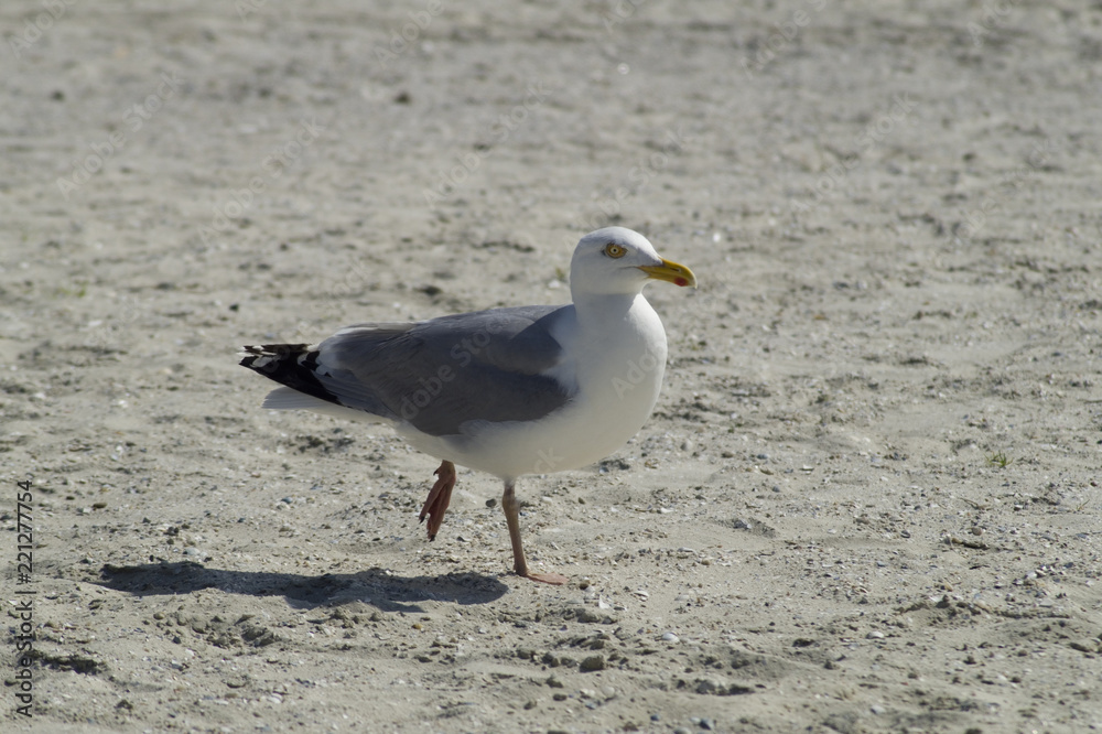Möwe Möwe