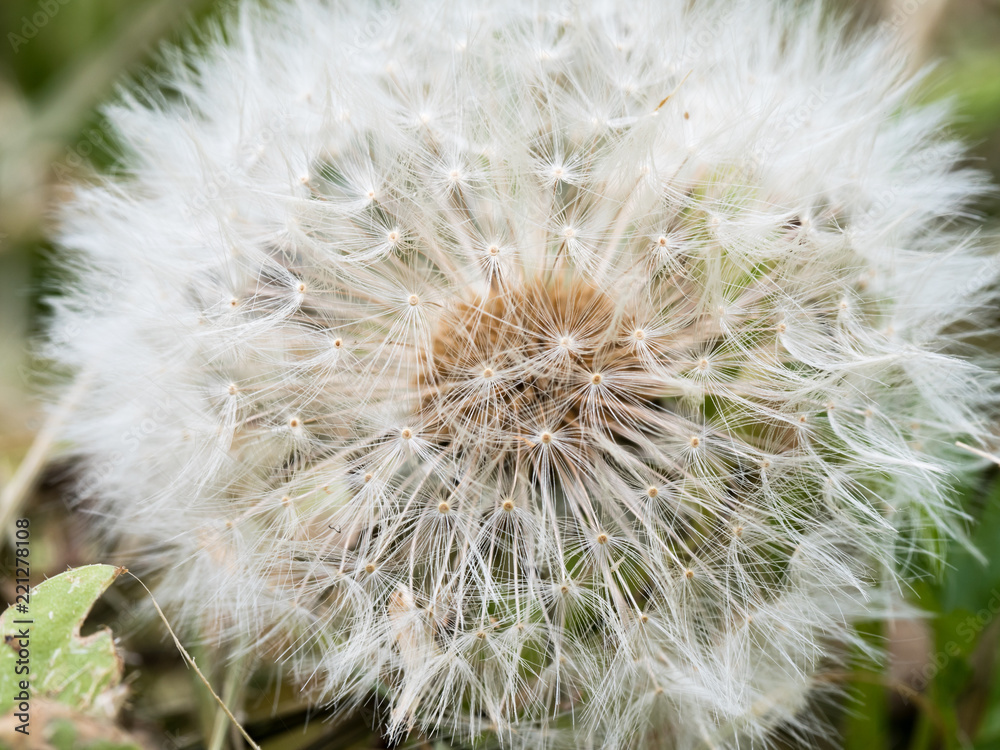 Fototapeta premium OLYMPUS DIGITAL CAMERA