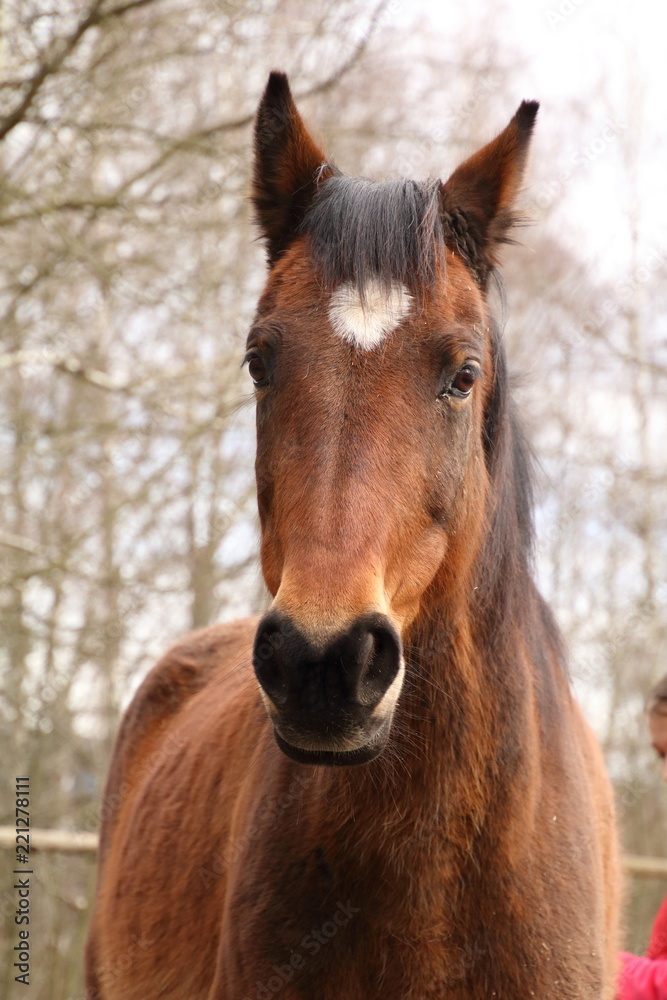 Beauty of a horse Beauty of a horse