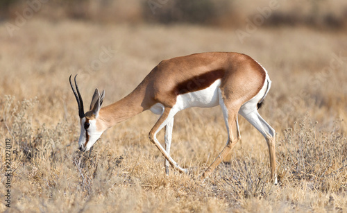 Springbok antelope  Antidorcas marsupialis  in it s natural habitat