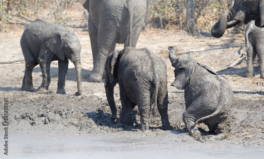 Fototapeta premium Elephant calf taking a mudbath