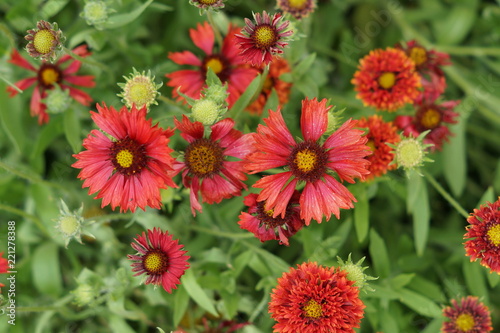 Gaillardia Firewheels