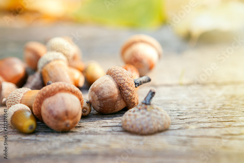 Acorns on wooden background