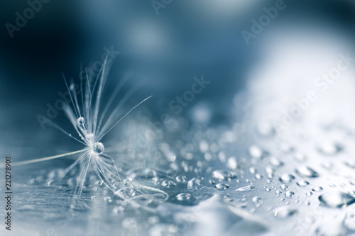a drop of water on a dandelion.dandelion seed on a blue background with  copy space close-up