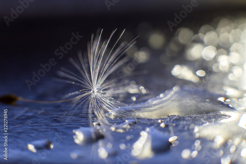 a drop of water on a dandelion. dandelion on a blue background with copy space close-up