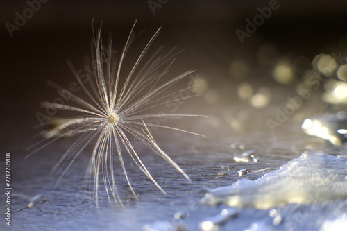 a drop of water on a dandelion. dandelion on a blue dark background with copy space close-up