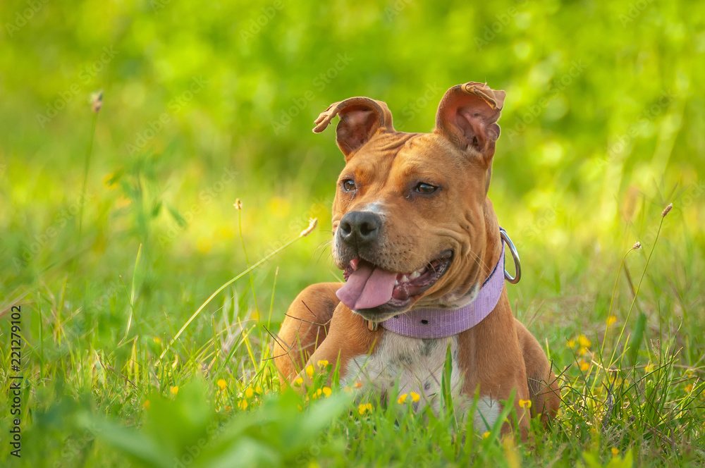 American Staffordshire Terrier sitting on the grass American Staffordshire Terrier sitting on the grass