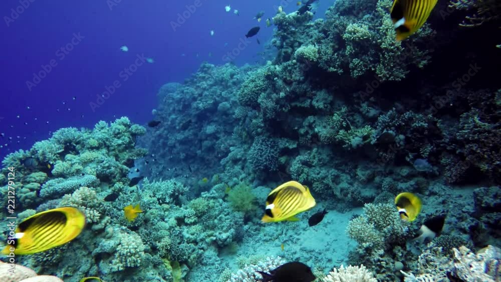 Beautiful coral reefs and tropical fish. Underwater life in the ocean.