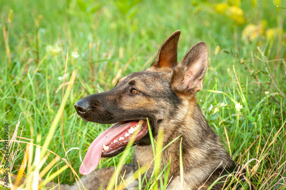Portrait of a German Shepherd dog lying on the tall grass Portrait of a German Shepherd dog lying on the tall grass
