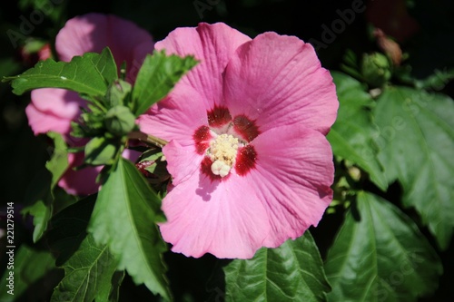 Hibiskus / Roseneibisch photo