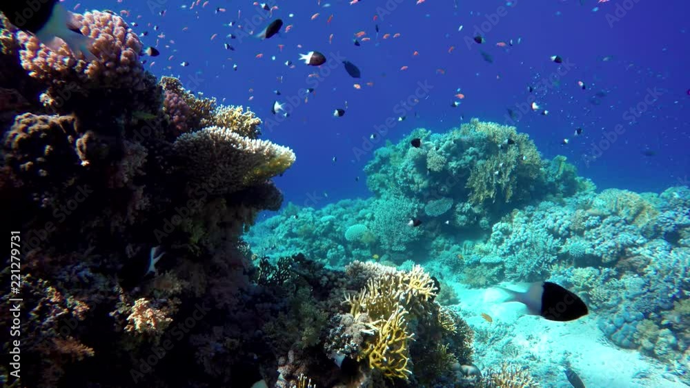 Video shooting at a shallow depth. The corals and tropical fish. Video shooting at a shallow depth. The corals and tropical fish.