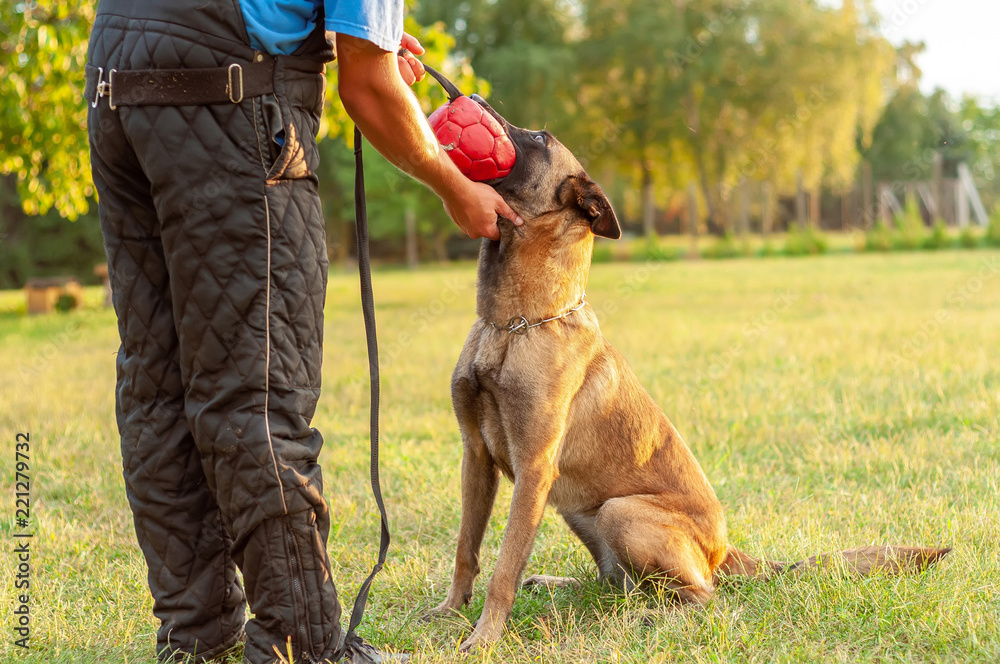 A Malinois Belgian Shepherd dog and his trainer with a ball A Malinois Belgian Shepherd dog and his trainer with a ball