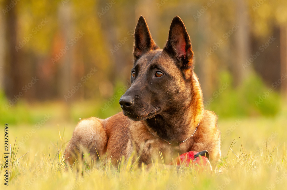 Portrait of a Malinois Belgian Shepherd dog lying on the grass Portrait of a Malinois Belgian Shepherd dog lying on the grass