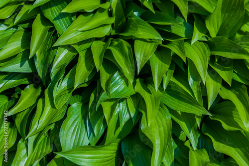 Green leaf colors texture