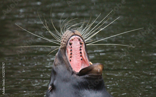 Sea lion closeup photo