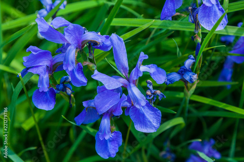 Blue flowers on a green background