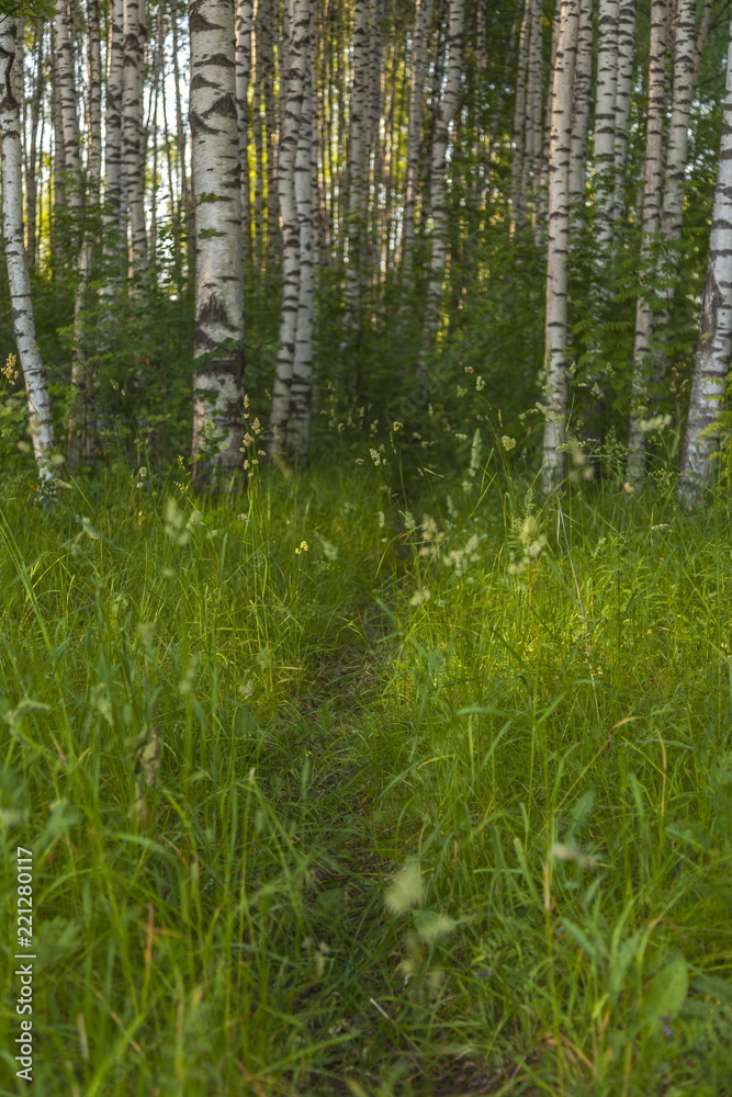 Obraz premium Birch Grove in the summer