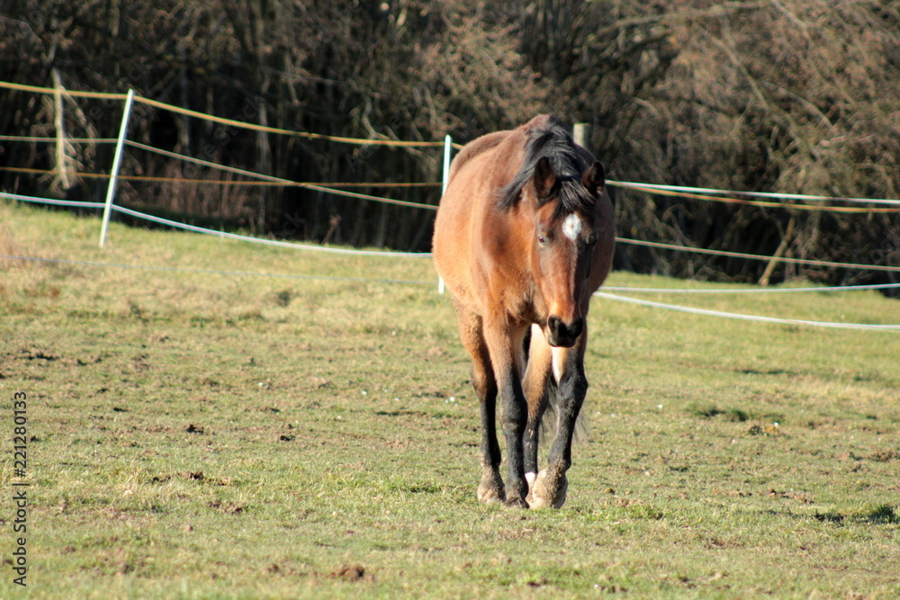 Fototapeta premium Beauty of a horse