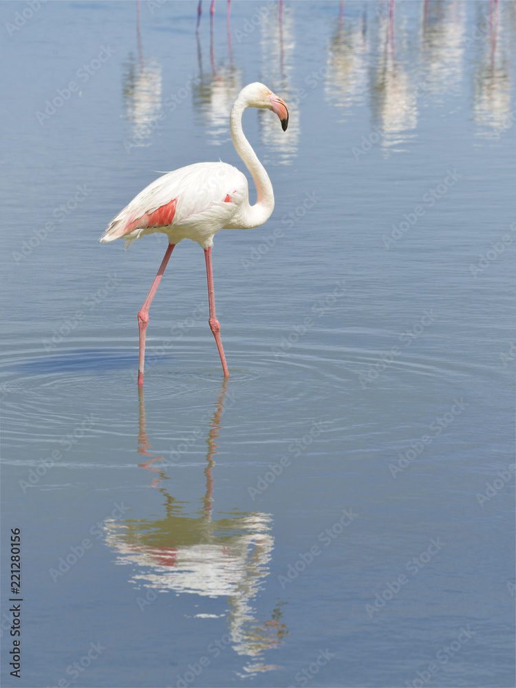 Flamingo (Phoenicopterus ruber) walking in water with big reflection seen from profile, in the Camargue is a natural region located south of Arles, France, between the Mediterranean Sea 