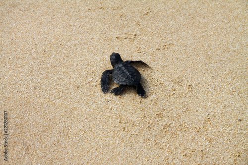 Hatched sea turtle leaving footprints in the wet sand on it's way into the ocean © bobby13