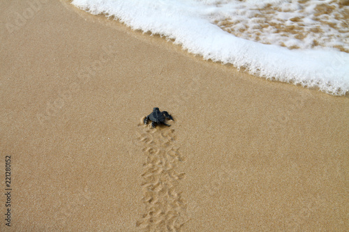 Hatched sea turtle leaving footprints in the wet sand on it's way into the ocean