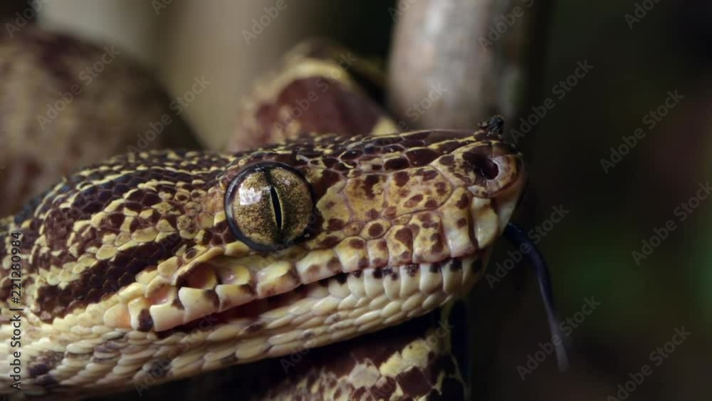 Garden Tree Boa (Corallus hortulanus) flicking its tongue in slow motion. Garden Tree Boa (Corallus hortulanus) flicking its tongue in slow motion.