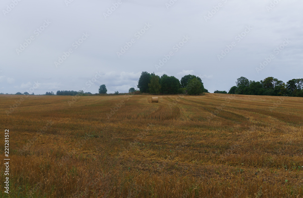 bundles of hay rolls on the farmland, twisted hay in the field