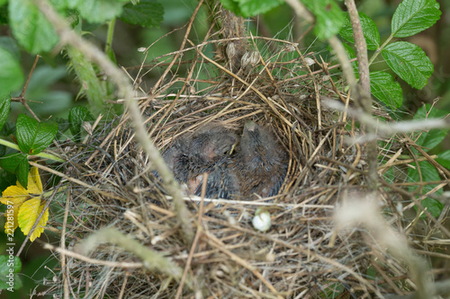 Nestlings in the nest