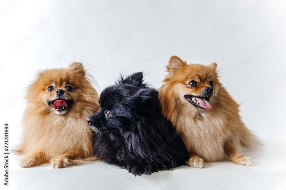 an image of furry Spitz puppy on white background an image of furry Spitz puppy on white background