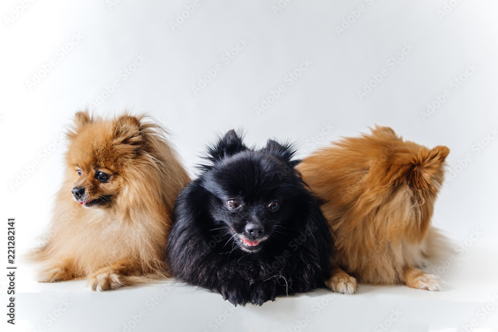 an image of furry Spitz puppy on white background an image of furry Spitz puppy on white background