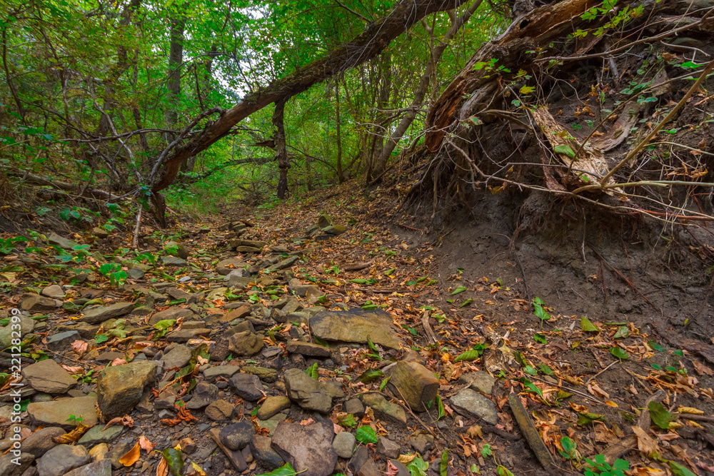 The stony footpath leading in the dense dark forest The stony footpath leading in the dense dark forest