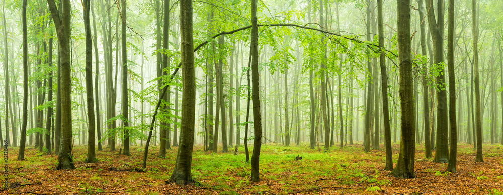 Beech Forest Panorama with rain and fog Beech Forest Panorama with rain and fog