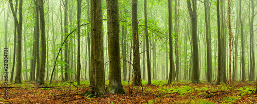 Green Forest of Beech Trees in Rain and Fog