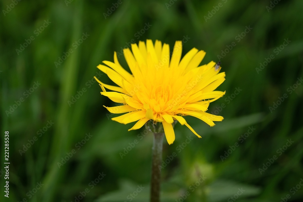 fiore piante giallo dente di leone primavera fioritura giartdino natura verde erba flora fiore piante giallo dente di leone primavera fioritura giartdino natura verde erba flora