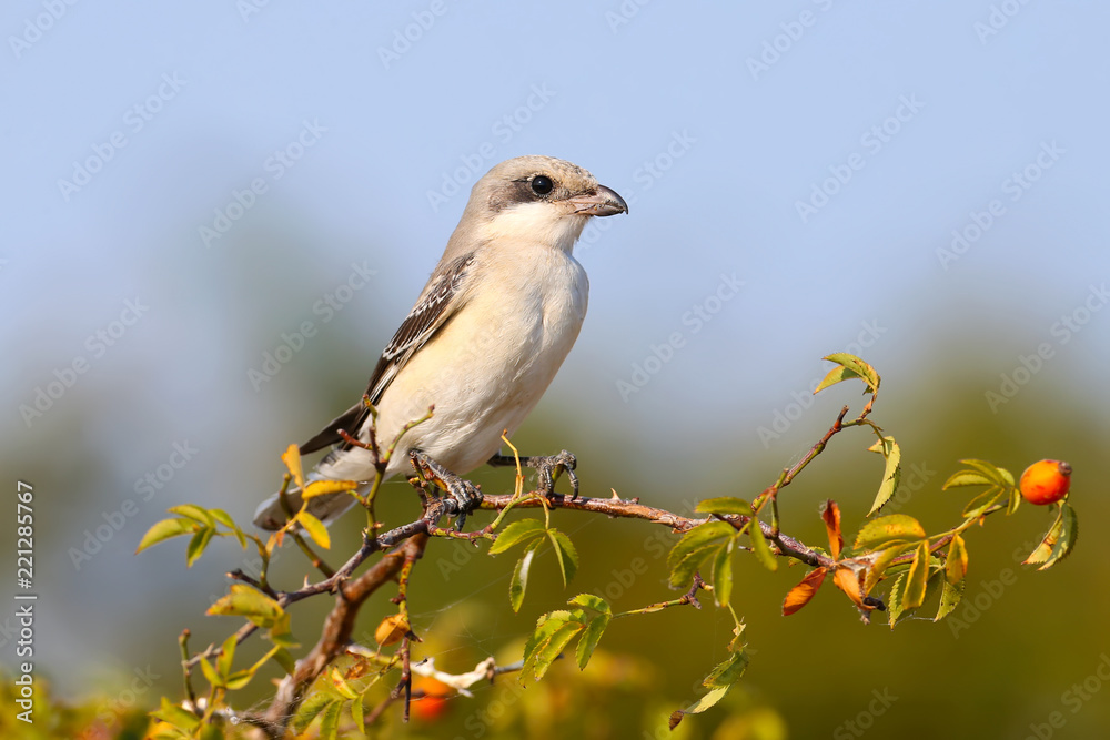 junior lesser gray shrike (Lanius minor) sits on a branch of a dogrose against a blue sky junior lesser gray shrike (Lanius minor) sits on a branch of a dogrose against a blue sky