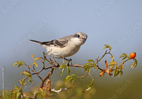 junior lesser gray shrike (Lanius minor) sits on a branch of a dogrose against a blue sky