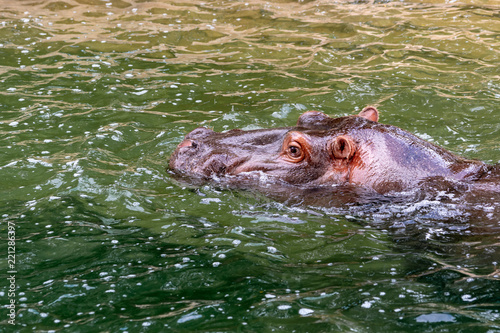 Hippo Swimming in the water at the zoo