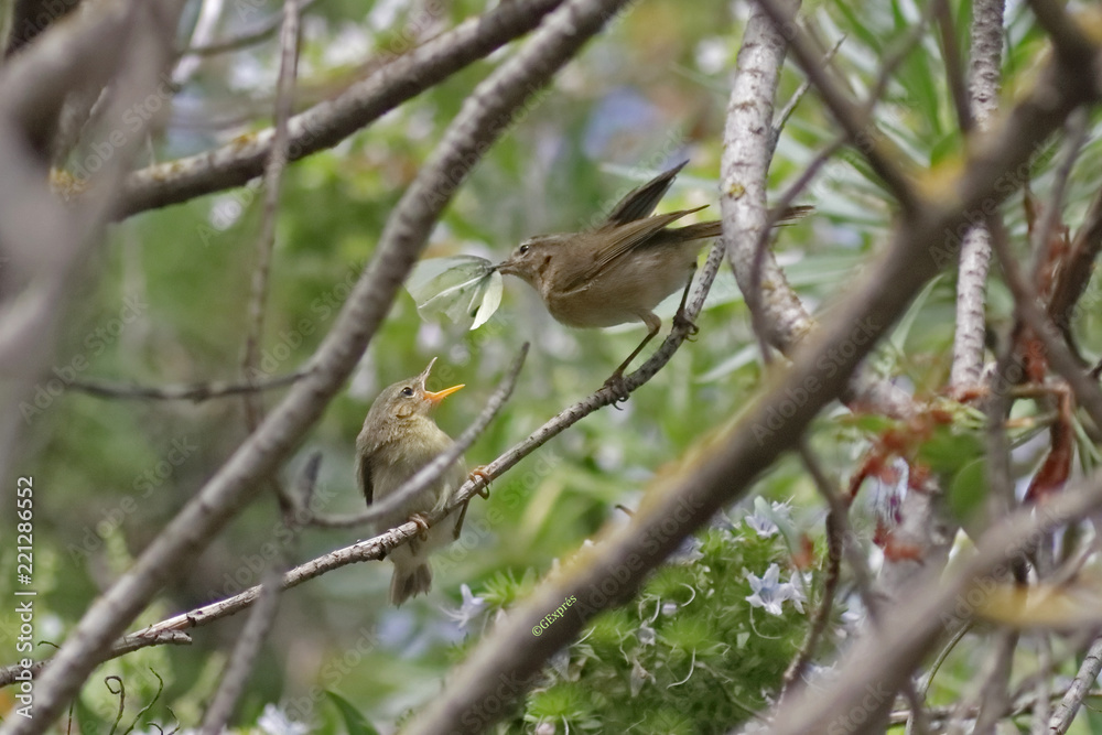 Un pájaro mosquitero alimenta a su cría con una mariposas