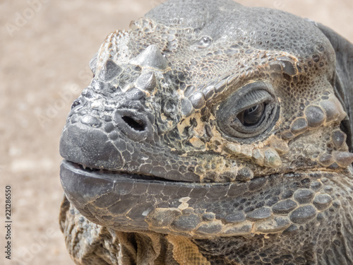 Rhinoceros Iguana