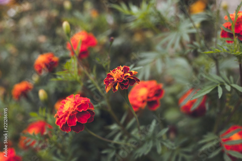 Red flowers