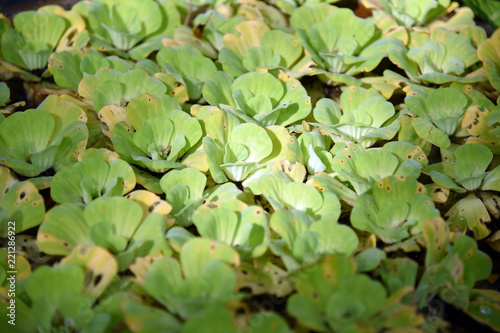 Duckweed. Green Duckweed natural background on water. © santipong