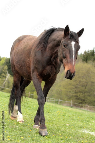 Beauty of a horse