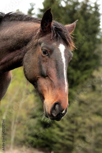 Beauty of a horse